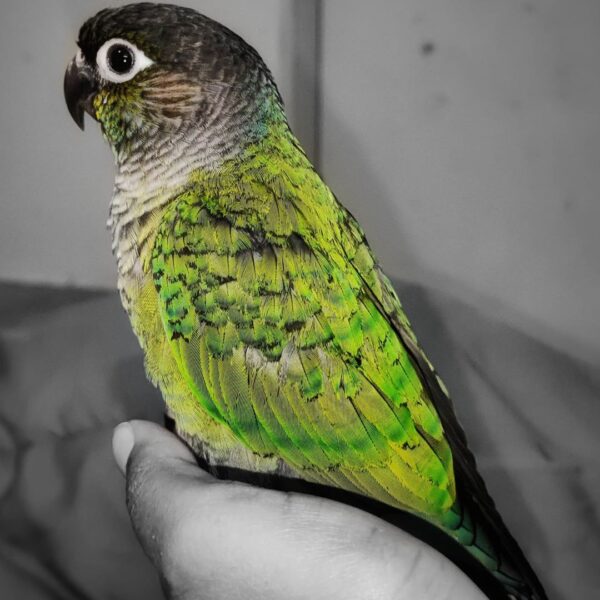 Green Cheek Conure For Sale