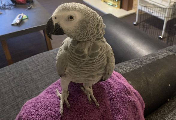 African Grey Parrots For Sale Near Me