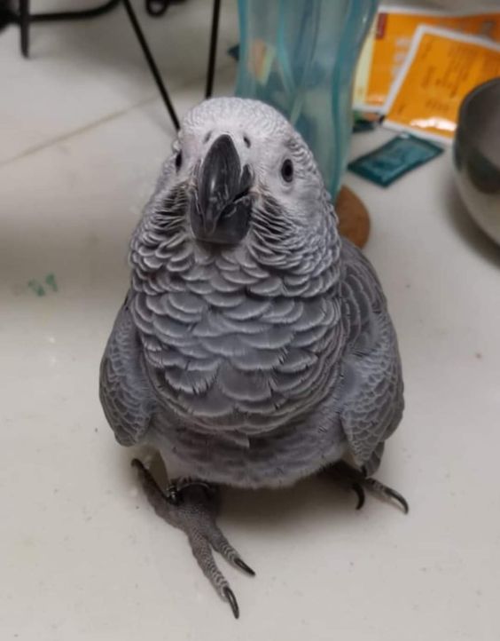 Congo African Grey for Sale, African Grey Parrot Intelligence