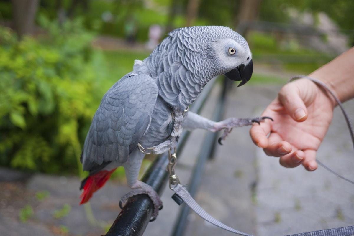 african grey parrots for sale, African grey parrots for sale