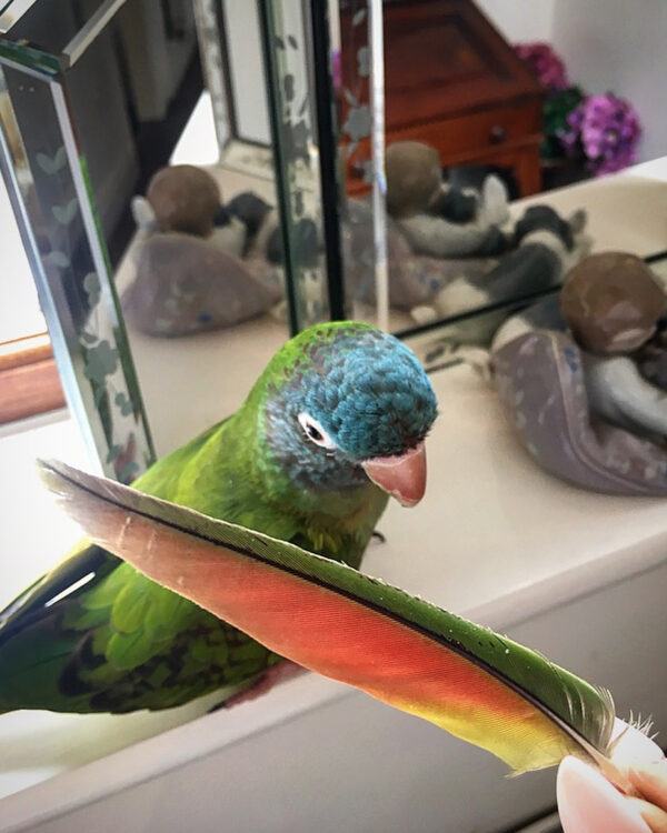 Blue Crown Conure For Sale