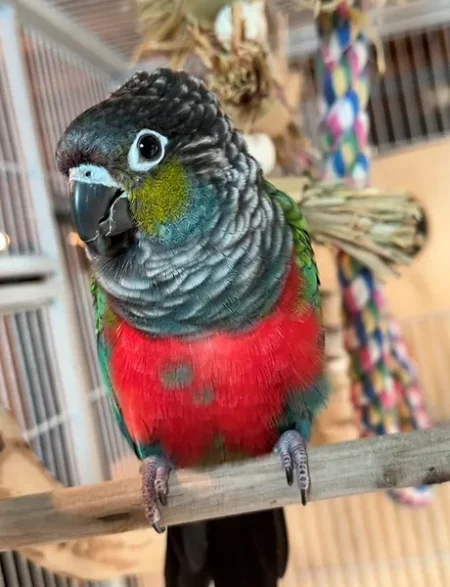 Crimson Bellied Conure for Sale