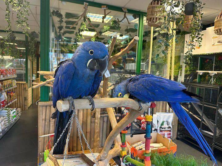 Hyacinth Macaw For Sale