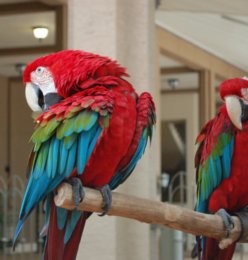 green wing macaw for sale