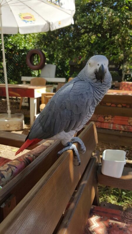 African Grey Parrots For Sale