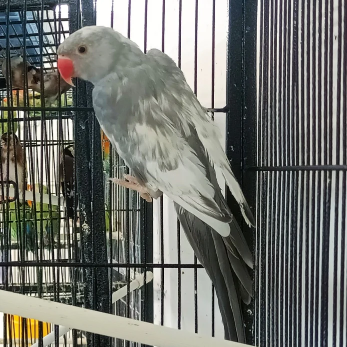 Ringneck Parakeet For Sale