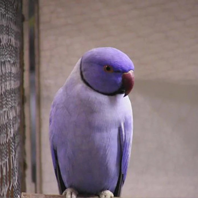 Violet Indian Ringneck For Sale