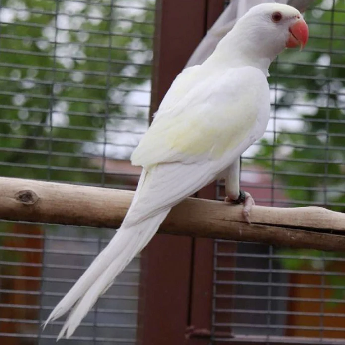 Indian Ringnecks For Sale