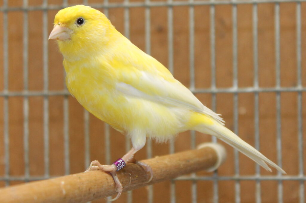 Russian Canary Bird for Sale