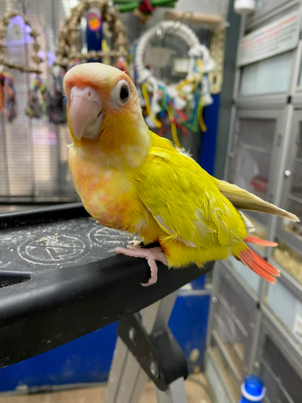 Sun Conures For Sale