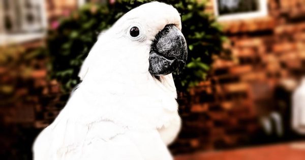 cockatoo bird for sale