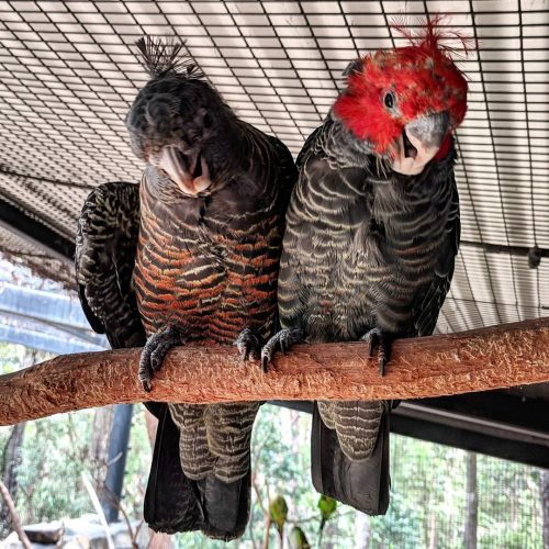 Gang Gang Cockatoo for Sale