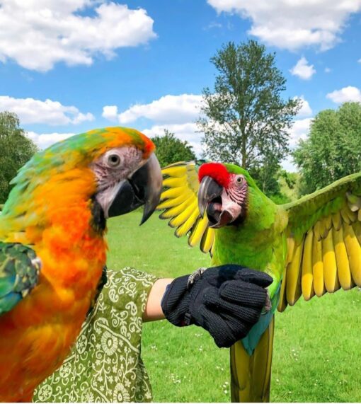 Green Wing Macaw For Sale, Pet Birds For Sale