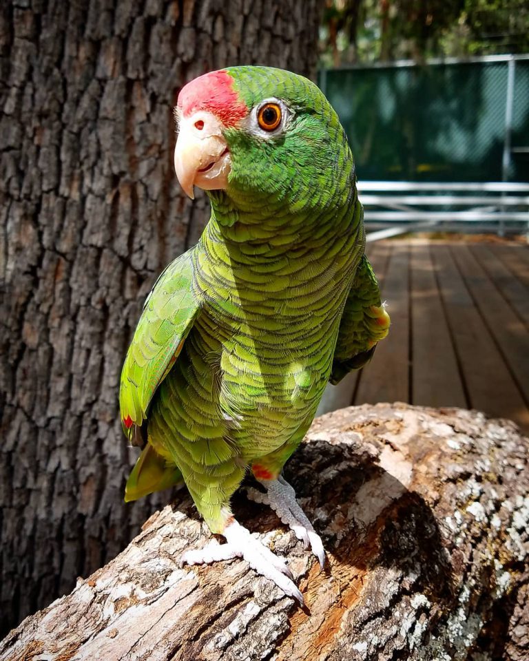 baby amazon parrots for sale