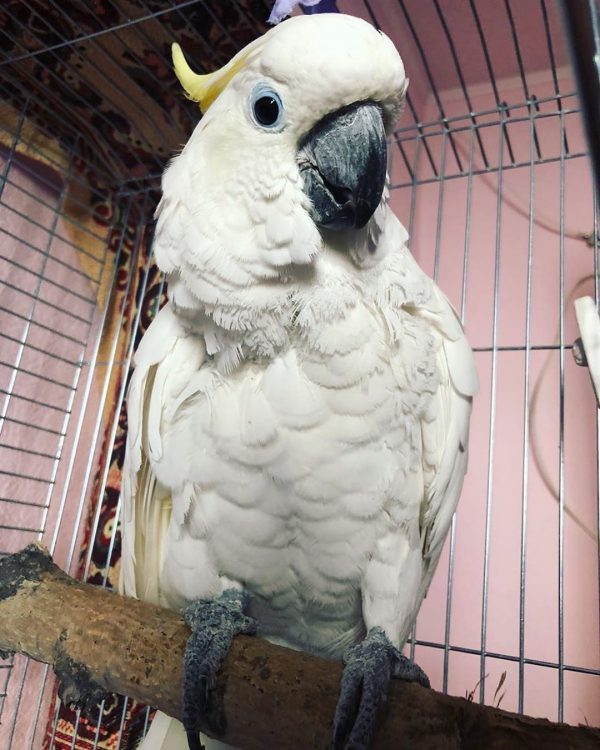 Yellow Crested Cockatoo for Sale