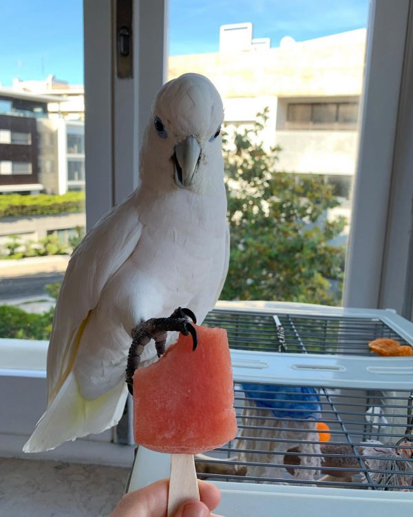 Solomons Cockatoo For Sale