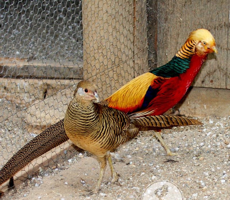 Golden Pheasant for Sale