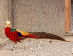 Golden Pheasant for Sale