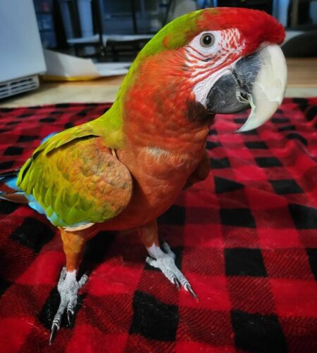 Calico Macaw For Sale