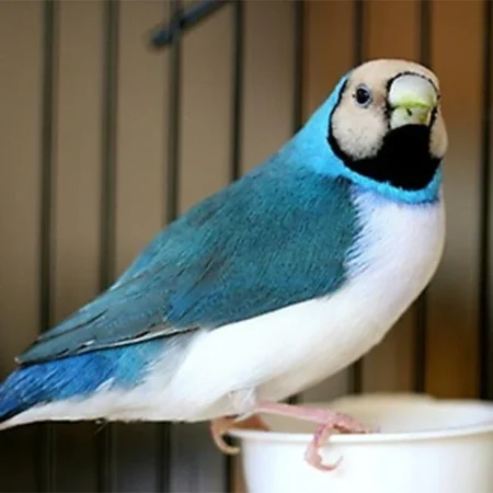 lady gouldian finch