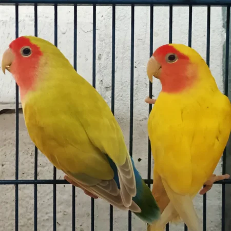 love birds price